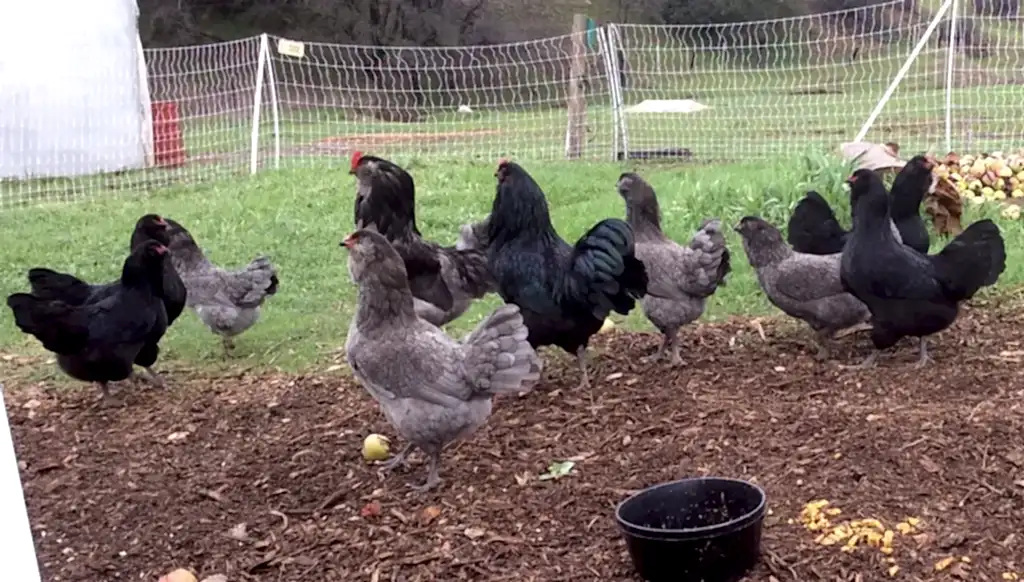 chickens
