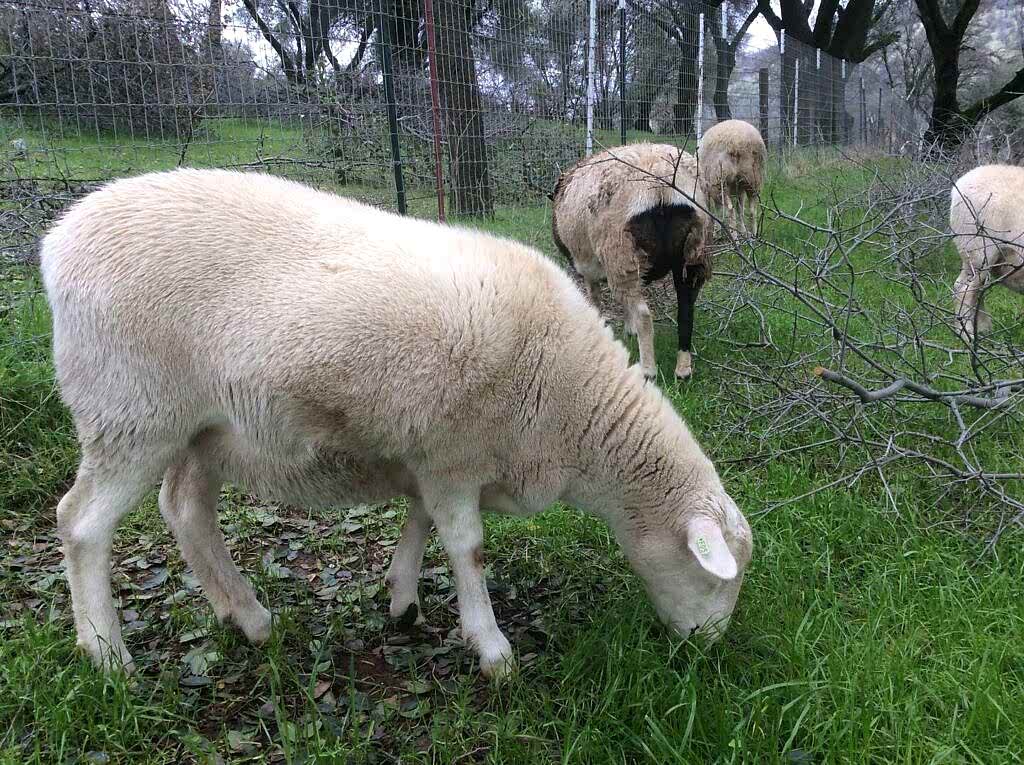 sheep