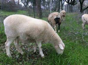sheep