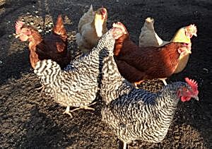chickens