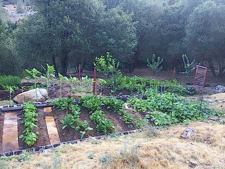 garden beds