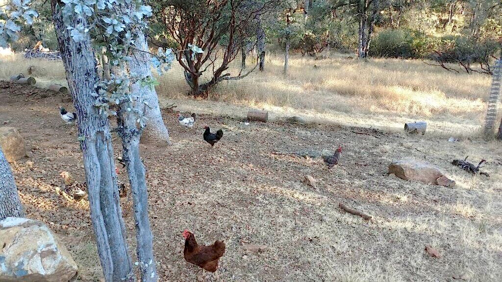 free range chickens