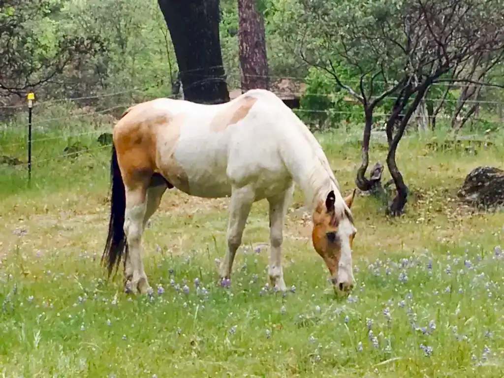 horse