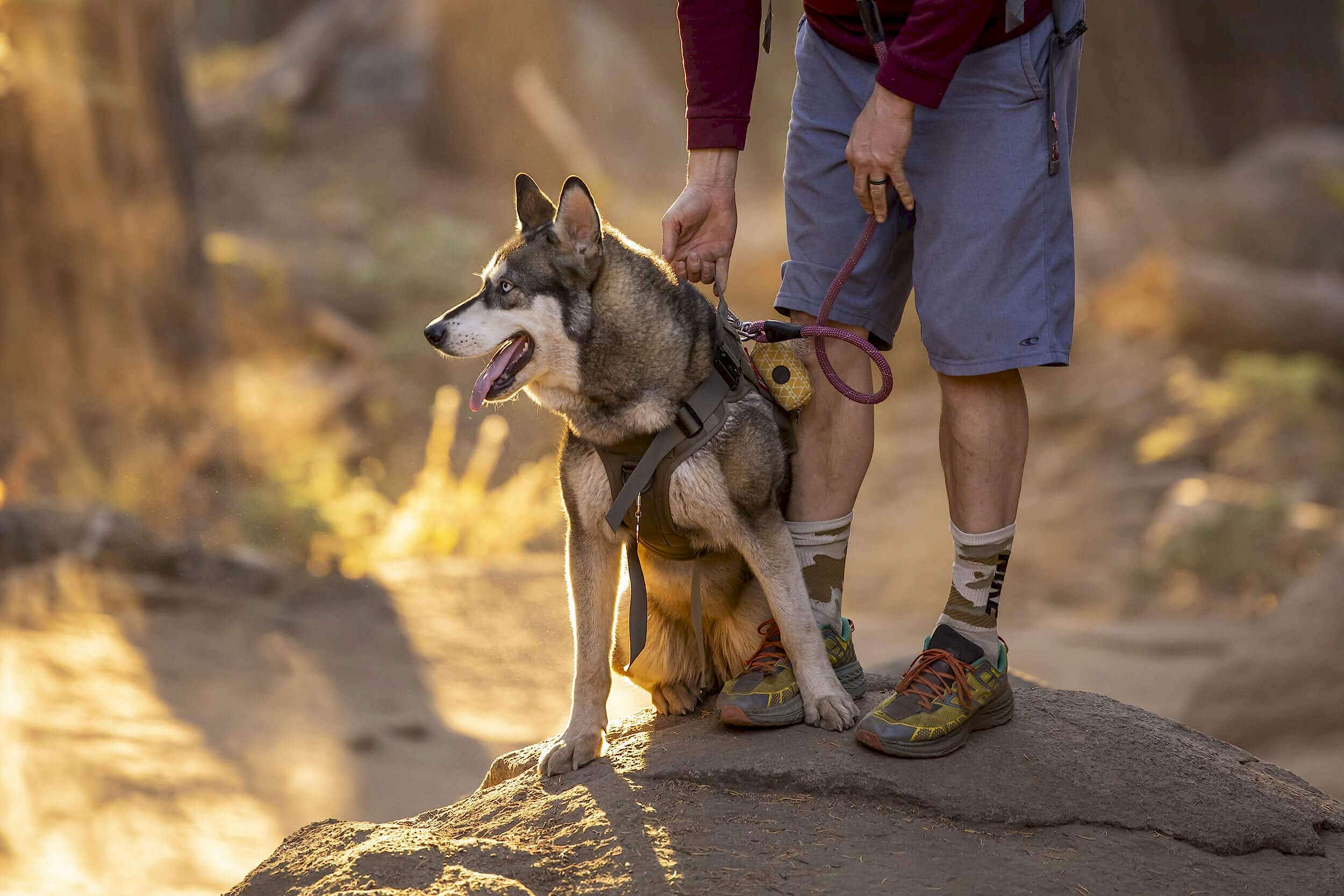 Dog and owner out hiking