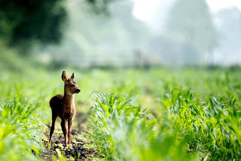 Deer Fawn