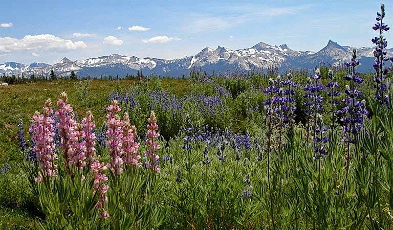 Lupines in Yosemite's high country
