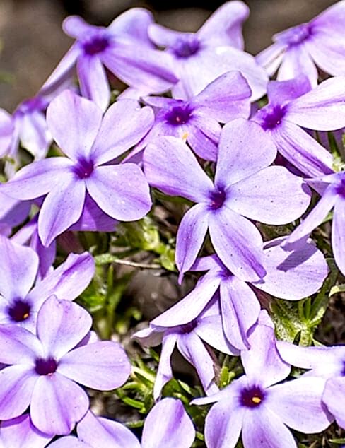 purple phlox flowers