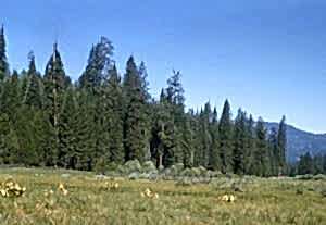 Wawona Meadow