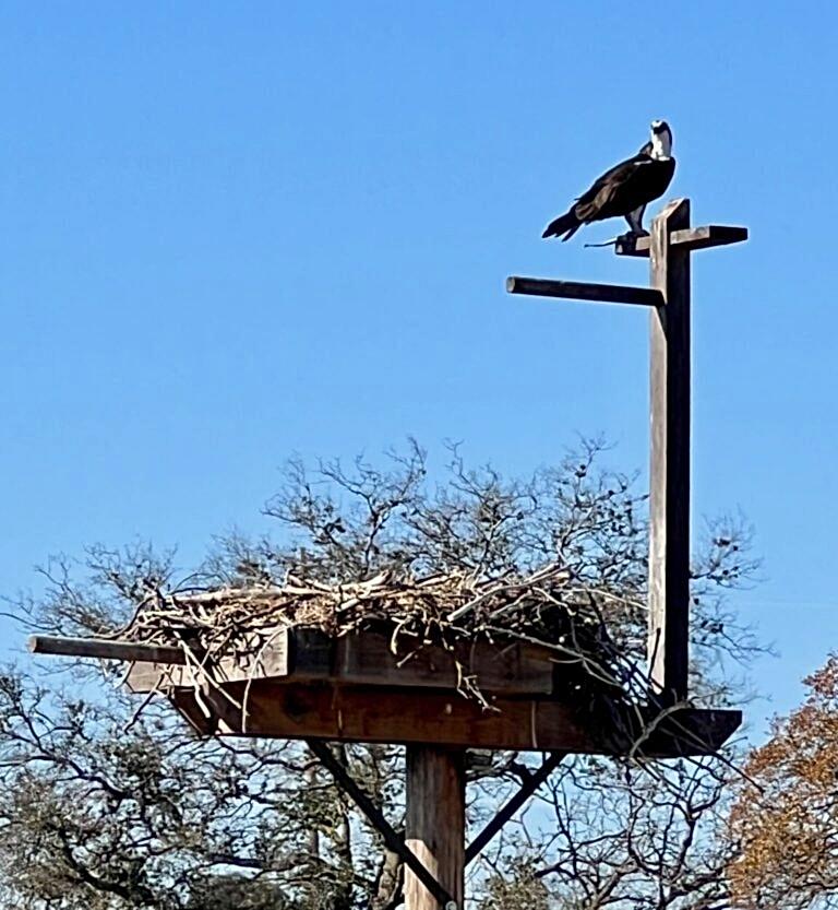 Osprey nesting platform, Lake McSwain, CA