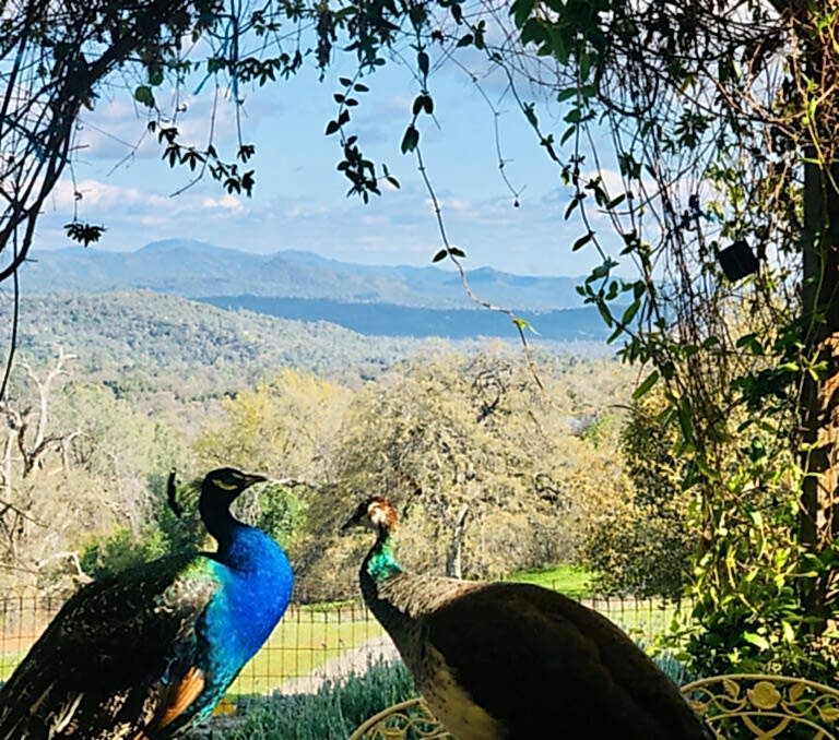 Enjoy coffee and pastries at Coffee With Critters, Mariposa, CA